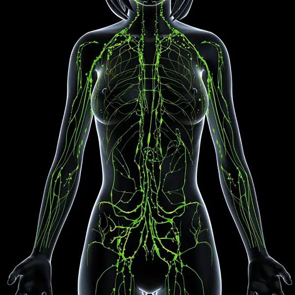Lymphatic System - Female(600x600) - Manual Lymph Drainage Cape Town Female Lymphatic System | Manual Lymph Drainage Cape Town | Post-Op Lymphatic Drainage Massages for Women after Cosmetic Surgery